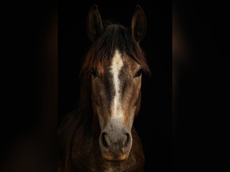 Hanoverian Stallion 3 years Grey in Meppen