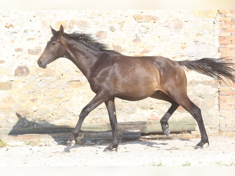 Hanoverian Stallion 3 years Smoky-Black in Elevage des Baïsses