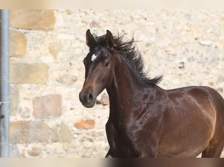 Hanoverian Stallion 3 years Smoky-Black in Elevage des Baïsses