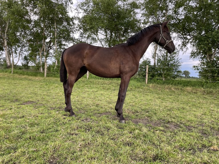 Hanoverian Stallion 3 years Smoky-Black in Odisheim