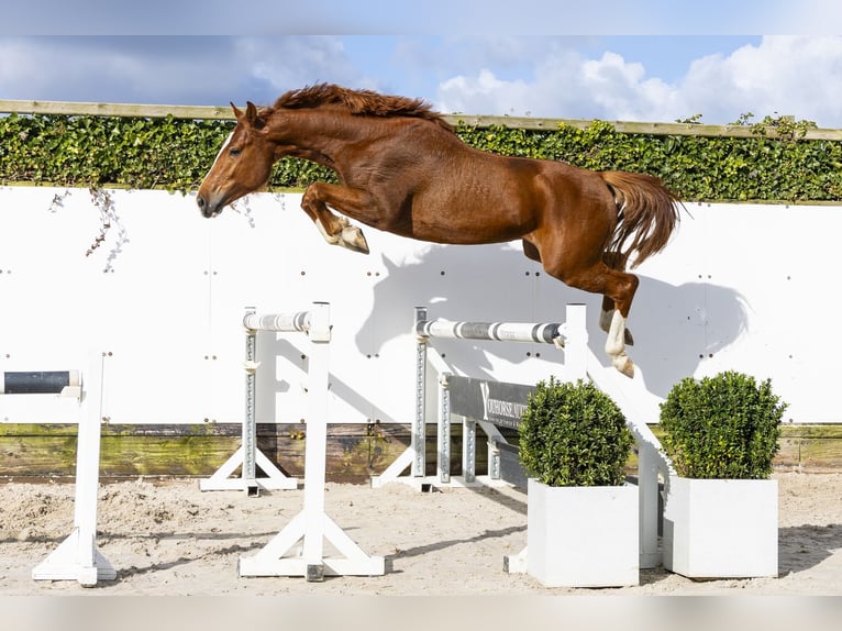 Hanoverian Stallion 4 years 15.3 hh  in Waddinxveen