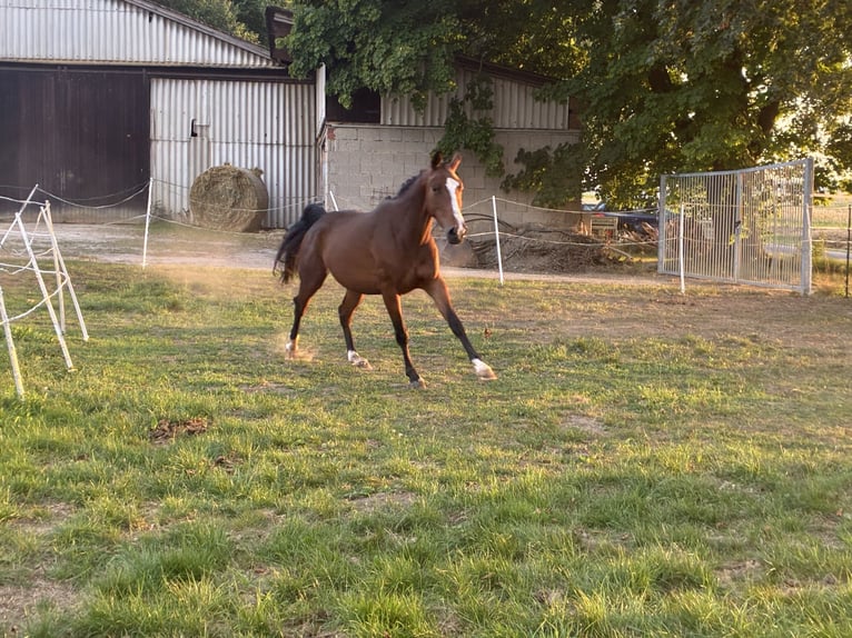 Hanoverian Stallion 4 years 15,2 hh Brown in Moringen