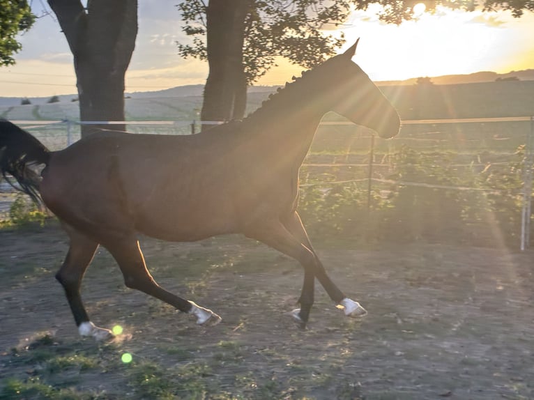 Hanoverian Stallion 4 years 15,2 hh Brown in Moringen