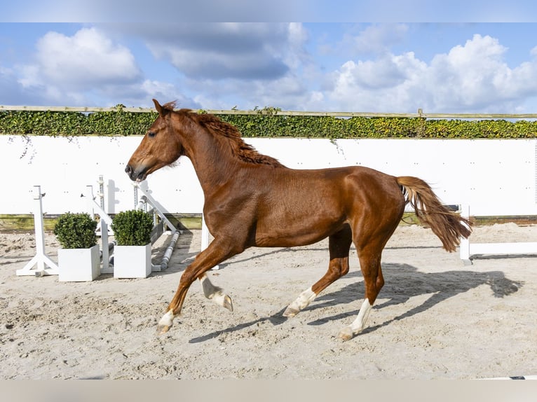 Hanoverian Stallion 4 years 15,3 hh  in Waddinxveen