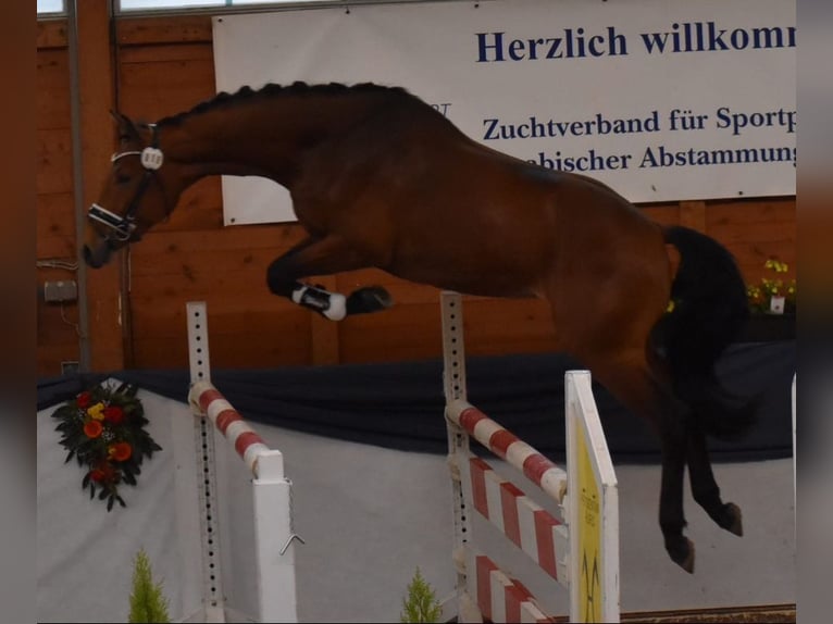 Hanoverian Stallion 4 years 16,1 hh Brown in Pulheim