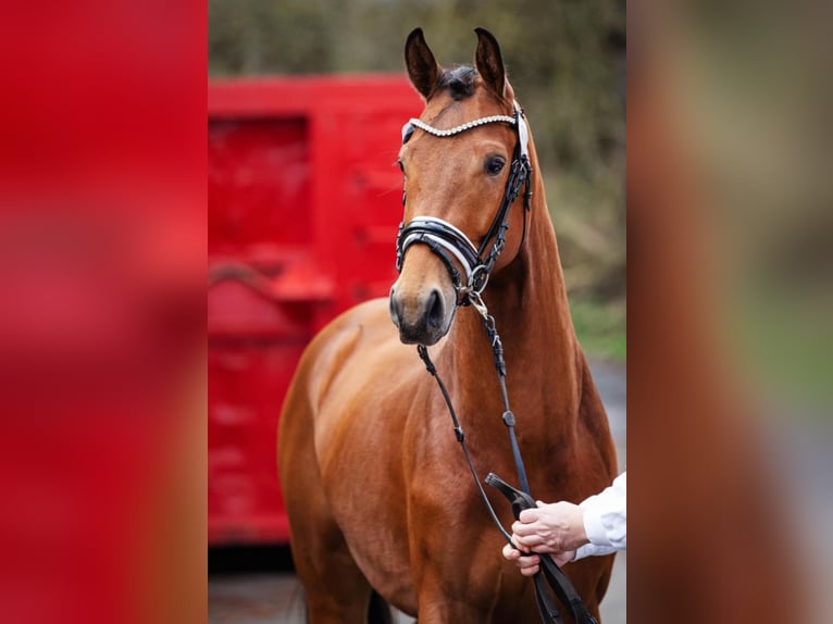 Hanoverian Stallion 4 years 16,1 hh Brown in Pulheim