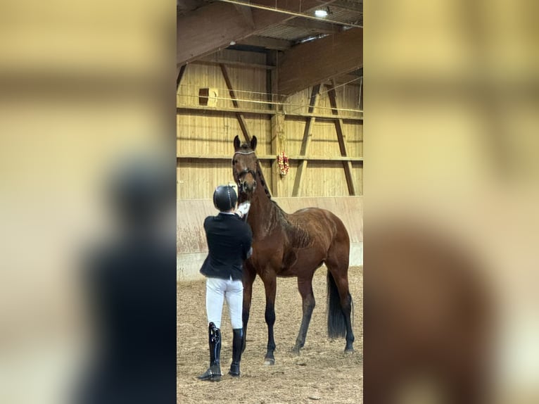 Hanoverian Stallion 4 years 16,1 hh Brown in Pulheim