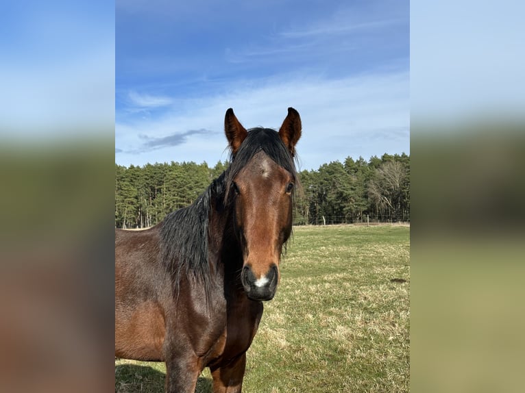 Hanoverian Stallion 4 years 16.1 hh Brown in Michaelsisbruch