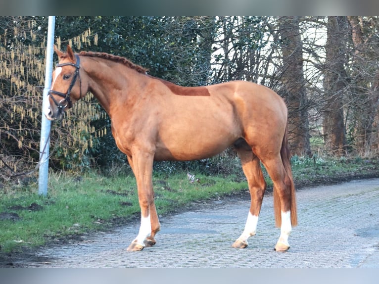 Hanoverian Stallion 4 years 16,1 hh Chestnut-Red in Deinstedt