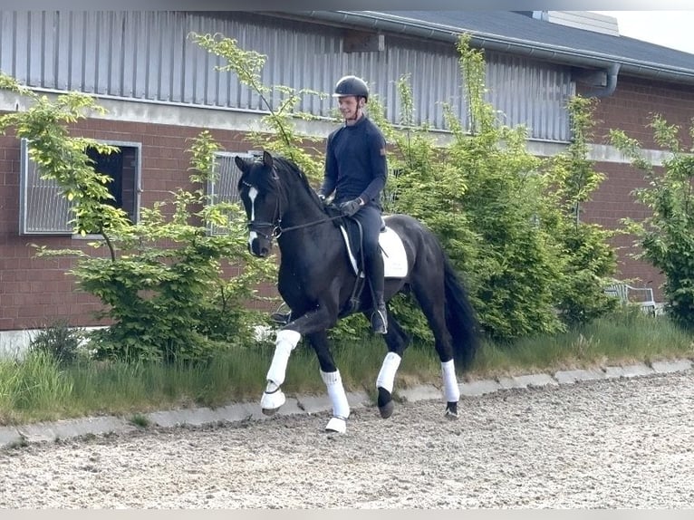 Hanoverian Stallion 4 years 16.2 hh Black in Viersen