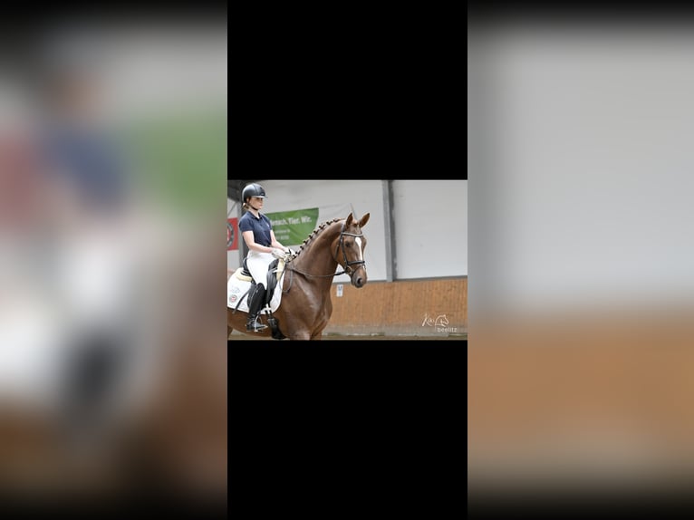 Hanoverian Stallion 4 years 16,2 hh Chestnut in Suhlendorf