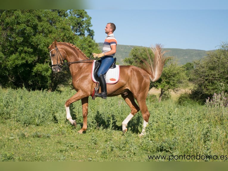 Hanoverian Stallion 4 years 16,2 hh Chestnut-Red in Espirdo