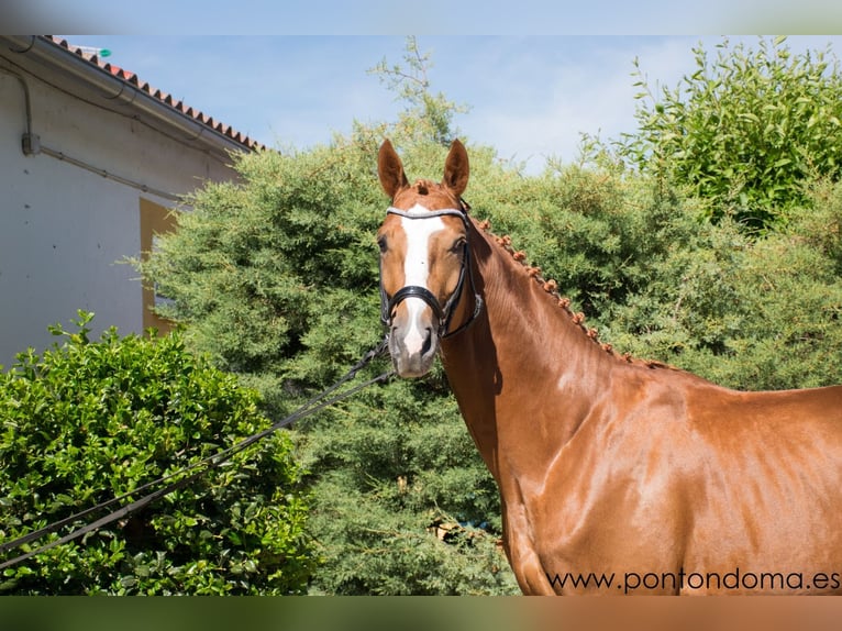 Hanoverian Stallion 4 years 16,2 hh Chestnut-Red in Espirdo