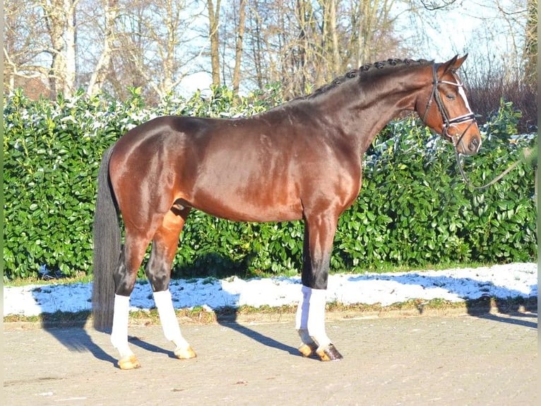 Hanoverian Stallion 4 years 16,3 hh Brown in Selsingen