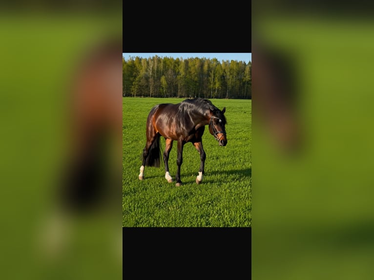 Hanoverian Stallion 4 years 16 hh Bay-Dark in Todenbüttel