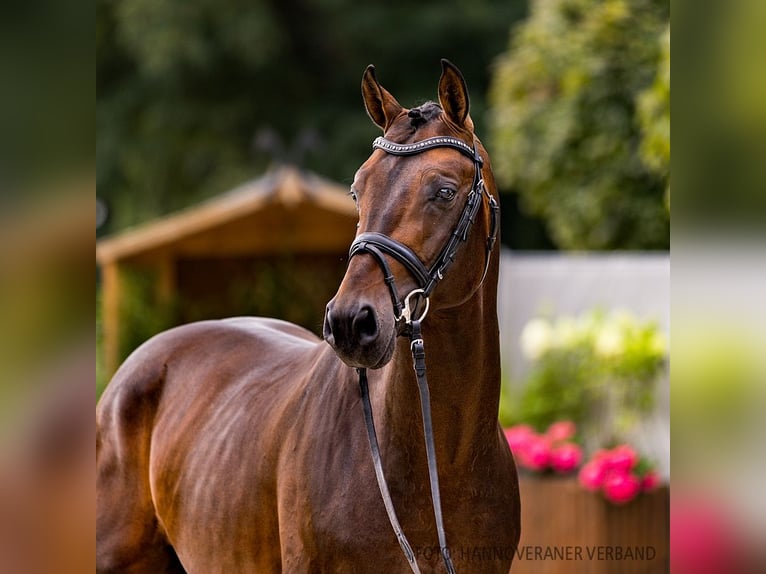 Hanoverian Stallion 4 years 16 hh Brown in Verden