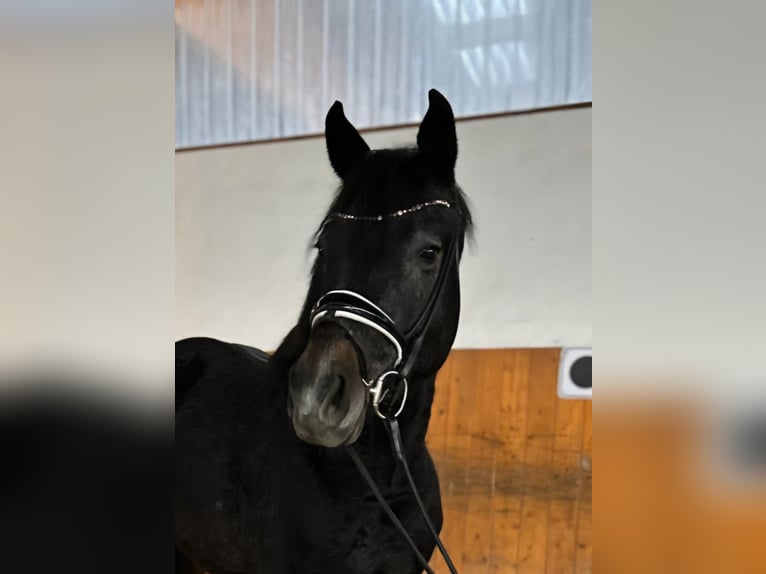 Hanoverian Stallion 4 years 16 hh Gray in Magdeburg