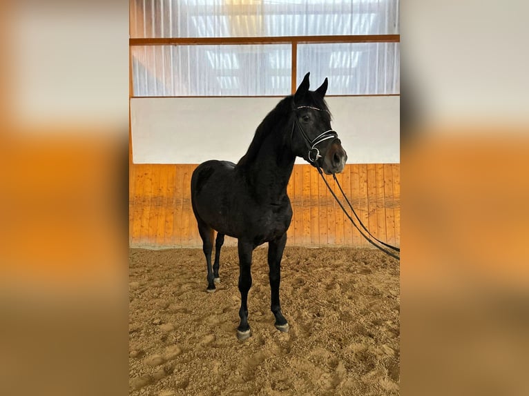 Hanoverian Stallion 4 years 16 hh Gray in Salzhemmendorf