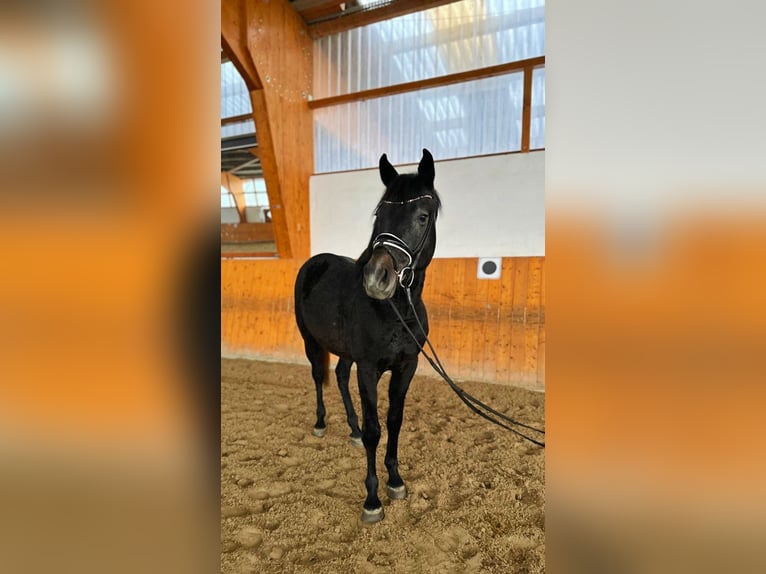 Hanoverian Stallion 4 years 16 hh Gray in Salzhemmendorf