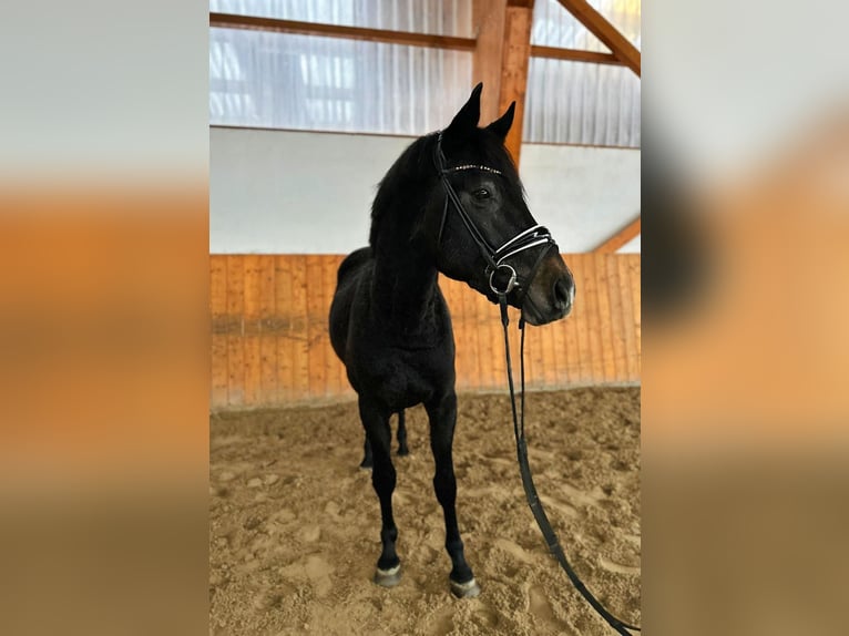 Hanoverian Stallion 4 years 16 hh Gray in Salzhemmendorf