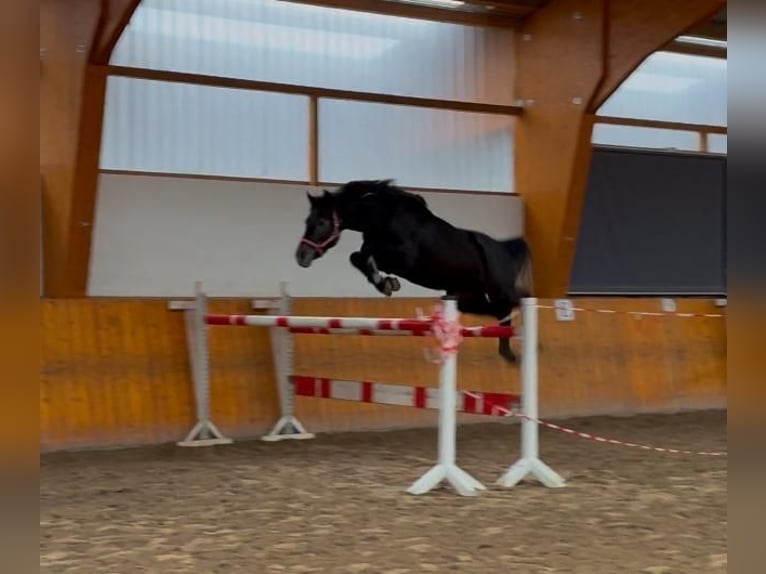 Hanoverian Stallion 4 years 16 hh Grey in Magdeburg