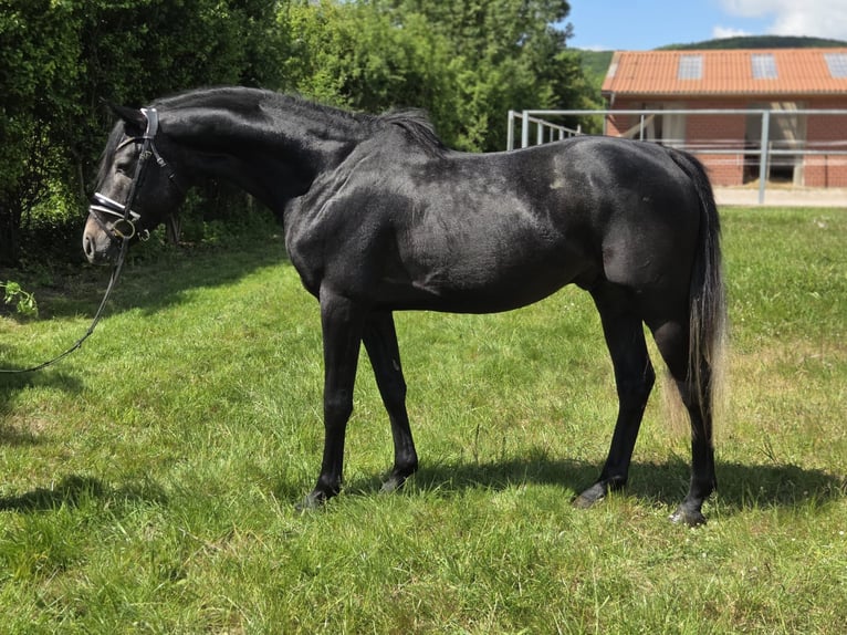 Hanoverian Stallion 4 years 16 hh Grey in Magdeburg