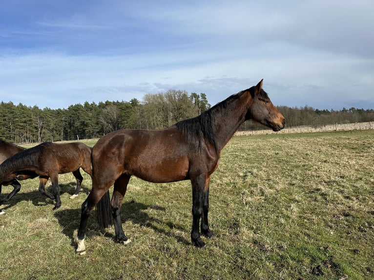 Hanoverian Stallion 4 years 16,1 hh Brown in Michaelsisbruch