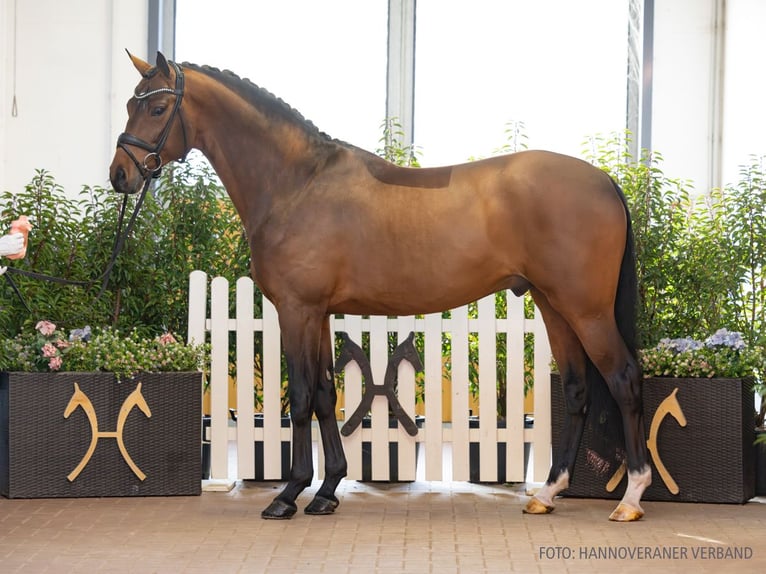 Hanoverian Stallion 4 years 16,1 hh Brown in Verden