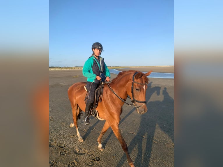 Hanoverian Stallion 4 years 16,1 hh Chestnut-Red in Sankt Peter-Ording
