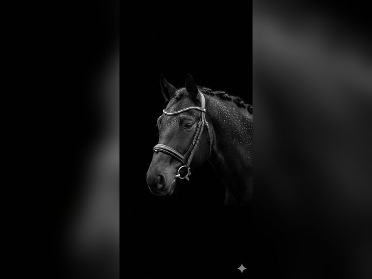 Hanoverian Stallion 4 years 16,1 hh in Freren