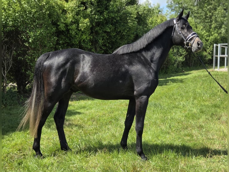 Hanoverian Stallion 4 years 16,1 hh Gray in Salzhemmendorf