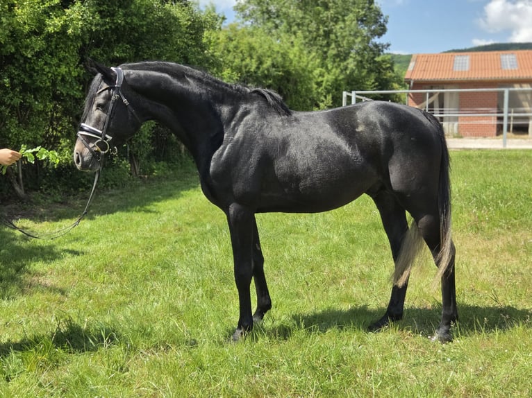 Hanoverian Stallion 4 years 16,1 hh Gray in Salzhemmendorf