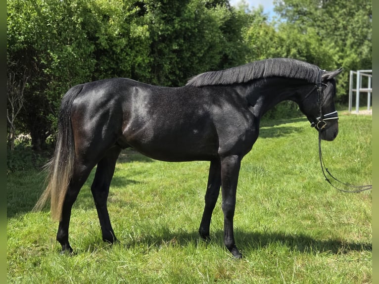Hanoverian Stallion 4 years 16,1 hh Gray in Salzhemmendorf