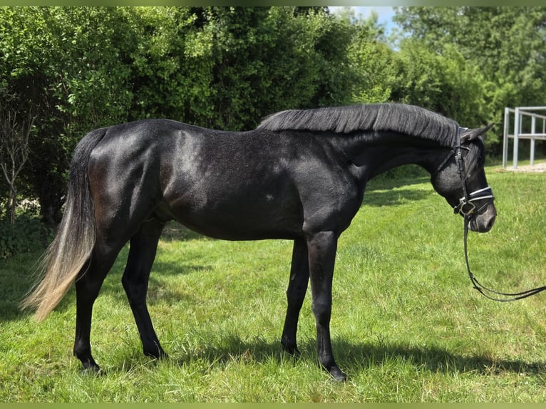Hanoverian Stallion 4 years 16,1 hh Gray in Salzhemmendorf