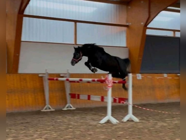 Hanoverian Stallion 4 years 16,1 hh Gray in Salzhemmendorf