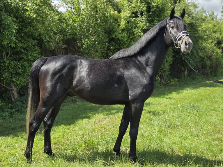 Hanoverian Stallion 4 years 16,1 hh Gray in Salzhemmendorf