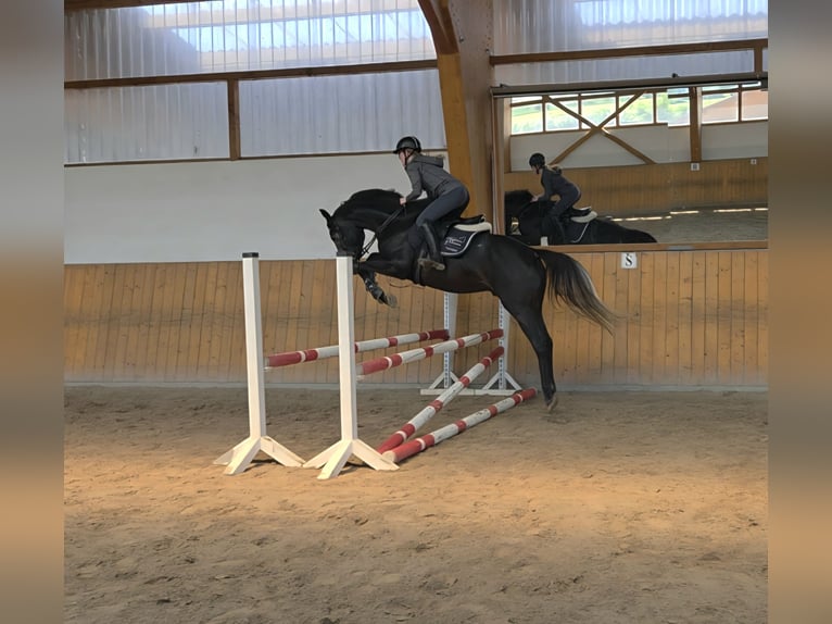 Hanoverian Stallion 4 years 16,1 hh Gray in Salzhemmendorf