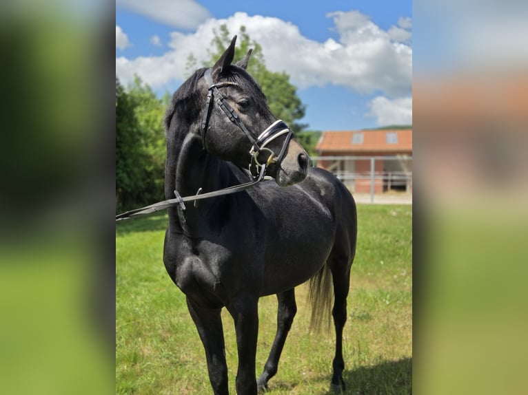 Hanoverian Stallion 4 years 16,1 hh Gray in Salzhemmendorf