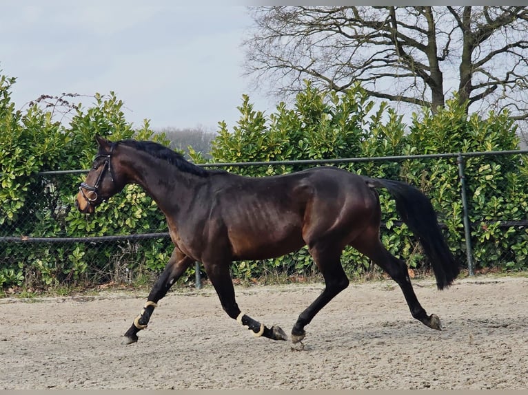 Hanoverian Stallion 4 years 16,2 hh Bay-Dark in Someren