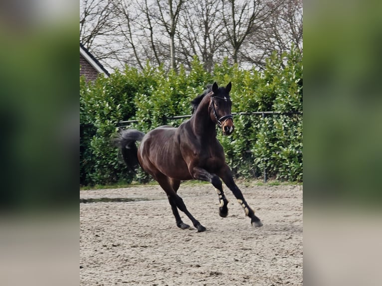Hanoverian Stallion 4 years 16,2 hh Bay-Dark in Someren