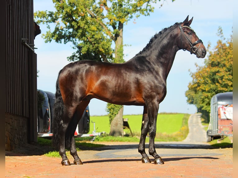 Hanoverian Stallion 4 years 17,1 hh Bay-Dark in Bramsche