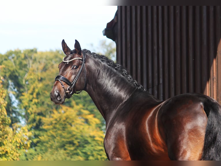 Hanoverian Stallion 4 years 17,1 hh Bay-Dark in Bramsche