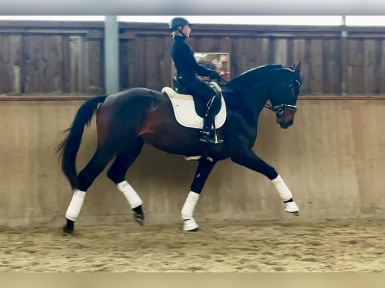 Hanoverian Stallion 4 years 17.1 hh Bay-Dark in Neckargemünd