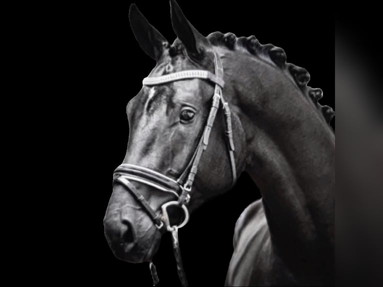 Hanoverian Stallion 4 years 17 hh Black in Herten