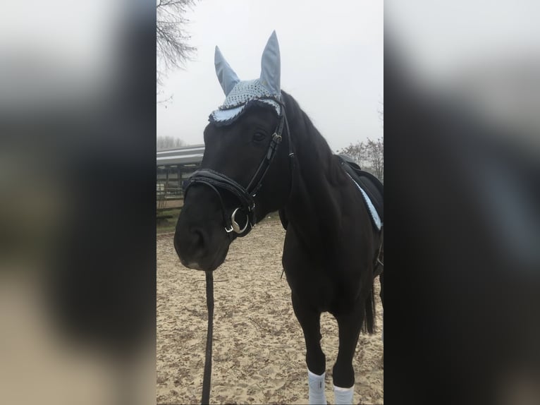 Hanoverian Stallion 4 years 17 hh Black in Herten
