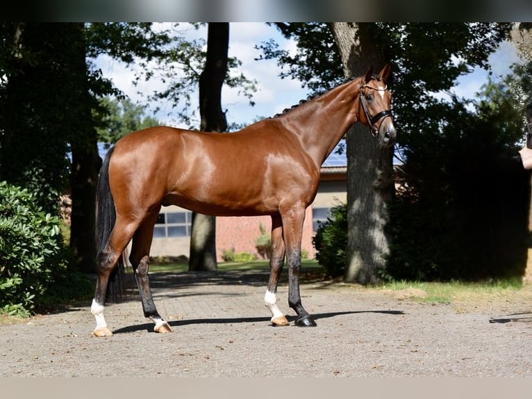 Hanoverian Stallion 4 years 17 hh Brown in Herzlake