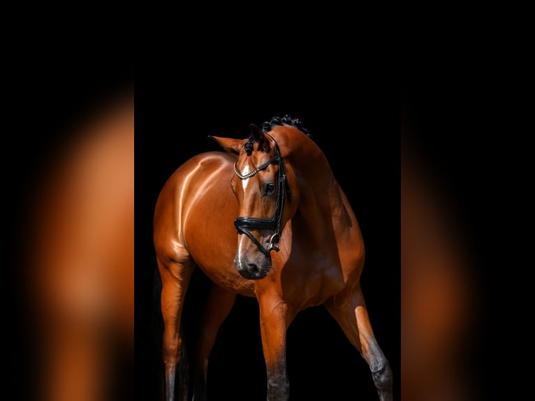 Hanoverian Stallion 4 years 17 hh Brown in Herzlake