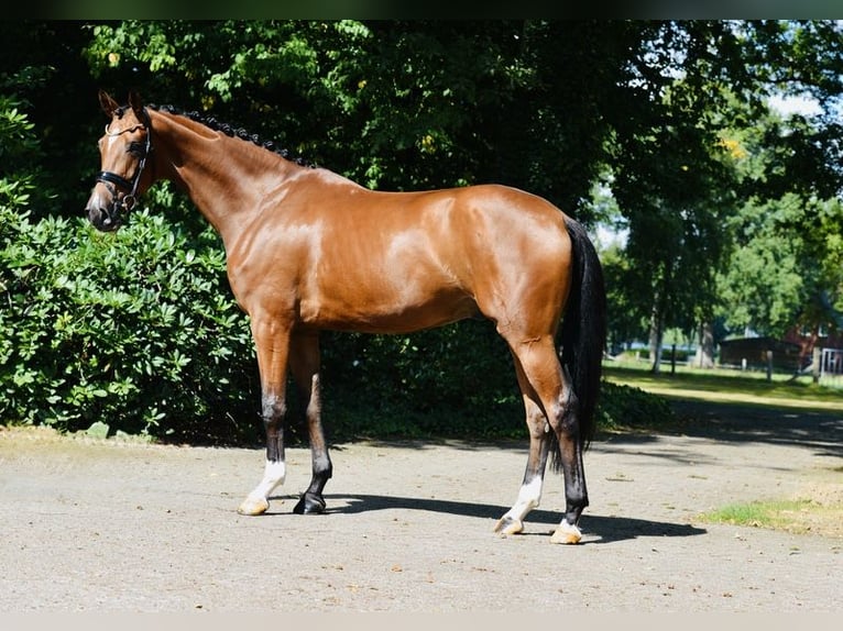 Hanoverian Stallion 4 years 17 hh Brown in Herzlake