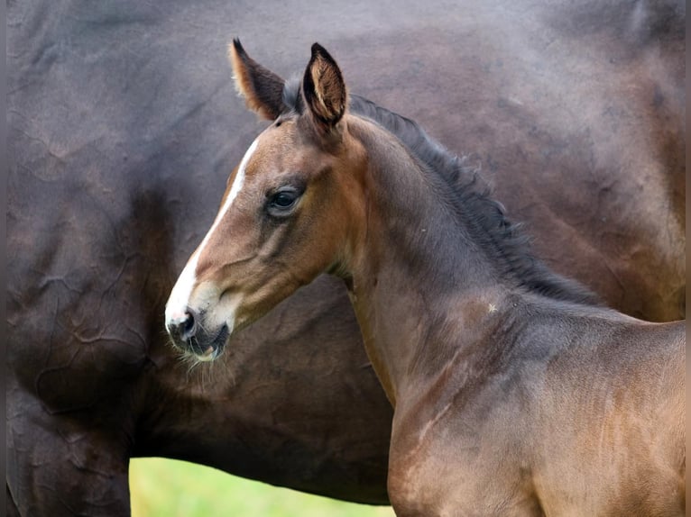 Hanoverian Stallion 4 years 18 hh Bay-Dark in Gro&#xDF;heide Berumerfehn