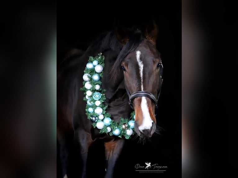 Hanoverian Stallion 4 years 18 hh Bay-Dark in Gro&#xDF;heide Berumerfehn